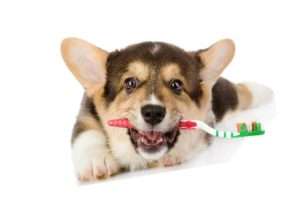 Чистка и уход за зубами собак