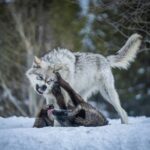 Собачий геноцид: в Карелии стая волков съела 25 собак в одной деревне