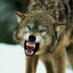 В Карелии ликвидирована банда обнаглевших волков-собакоедов
