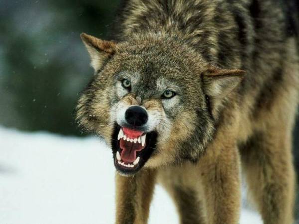 В Карелии ликвидирована банда обнаглевших волков-собакоедов