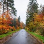В Ярославской области реорганизуют все лесничества