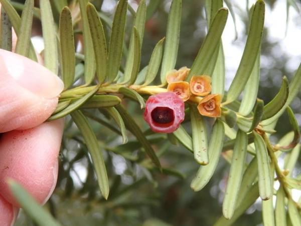 Ядовитый тис: как декоративное растение убивает все живое