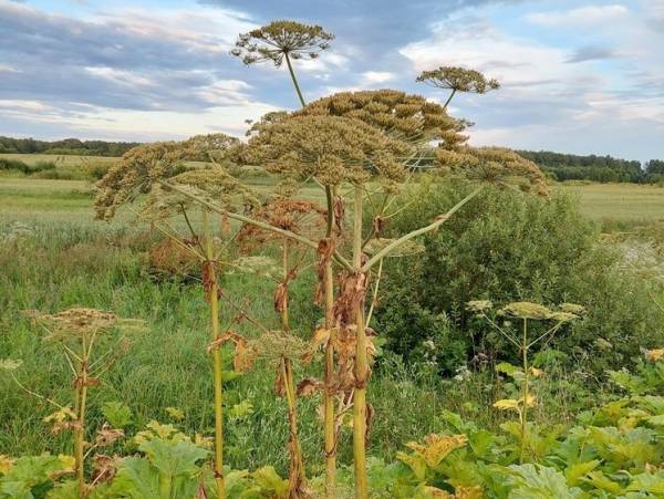 Несущие смерть. Ядовитые лесные растения России
