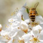 Мёда нет. Массовая гибель пчел в Центральной России