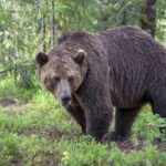 В лесах Якутии ликвидирован огромный медведь-собакоед (фото)