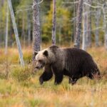 Не ходите в лес. В Ульяновской области утроилось число бурых медведей