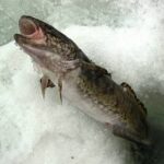 Ловля налима супертяжелой мормышкой