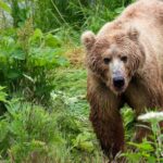 Зуб медведя в черепе женщины. Охотница выжила после атаки хищника