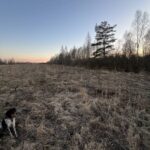 Гусак у братській Республіці Білорусь