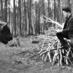 Доля зубрів, дороги людей. Я шкодую сильно про одне: що ці люди вимирають.
