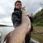 Ахтубінські лінії, окуні та щуки