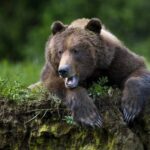 Прикопував трупи. На Сахаліні ведмідь послідовно вбиває людей
