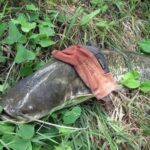 Ахтубінські соми