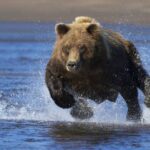 Все з'їв у таборі і ліг там спати: у Бурятії ведмеді правлять туристами