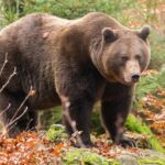 Вперше в історії Білорусі відкрилося полювання на бурого ведмедя