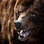 Ведмідь відігнув мені три ребра від хребта. Я мусив померти