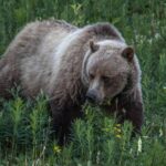 Не сходи зі стежки: на Камчатці ведмідь напав на жінку в лісі