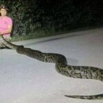 Полювання на гігантських пітонів. Фотосесія жахливих тварин із США