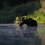 Ведмежа послуга або вбивство: росіянин задушив лося, що пливе.
