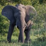 Африканська містика: у ПАР слони вбили другого директора сафарі-парку