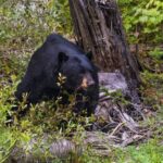 Я був за три метри від ведмедя. А потім моя гвинтівка заклинила