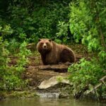 Із двох вижив один. У Якутії та Примор'ї ведмеді напали на людину