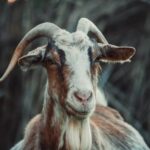 Рогаті бунтівники. В Іспанії дикі кози оголосили людям революцію