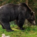 У лісах Омської області бурий ведмідь подер мисливця з собаками