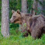 Ведмеді їх не люблять: у Румунії хижак напав на пенсіонера-байкера