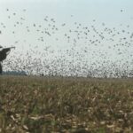 Голубине полювання світу
