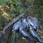Два «поля» одного ранку