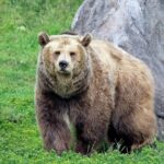 Омські ведмеді влаштовують криваві бенкети в домашніх господарствах