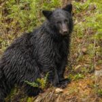 Ведмідь увірвався до клініки та порвав жінку-інваліда