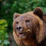 Собаку мою він загриз: на Уралі ведмідь напав на чоловіка в лісі