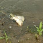 Ловля ляща в остигаючій воді