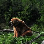 Просидів у воді дві години: як у Башкирії рибалки рятувалися від ведмедя