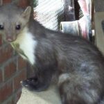 Грецький кошмар: куниця повільно відгризала руку інвалідові