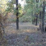 Новий порядок видачі дозволів на видобуток