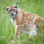 «Вчепилася мені в спину»: у Марій Ел на рибалки накинулась рись