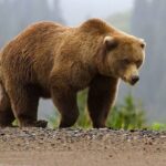 «Це був відморозок»: камчатський ведмідь убив стареньку і поранив дитину