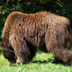 Ховаємося на дахах. Бурі ведмеді атакують росіян у житлових районах