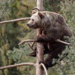 Дика демографія по-башкирськи: морда ведмедя через кожну сосну