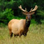 Діти з жахом: у Забайкальському краї олень убив чоловіка в розпліднику