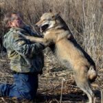 Народжена вільною. Невигадана історія вовчиці Альми