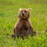 У Псковській області ведмеді трощать пасіки і приходять до будинків