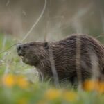 Ткни його шваброю. Бобр-агресор не захотів ввічливо покинути ресторан