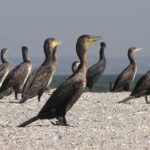 До відкриття сезону на Нижній Волзі. Навіщо добувати величезного баклана?