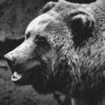Грецька трагедія: Христос загинув від лап ведмедя та зняв свою смерть