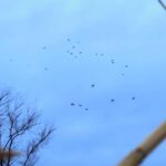 Південна зима та кряква на полях