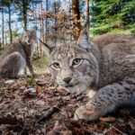 Вона повернулася. В Омській області вперше за багато років з'явилася рись